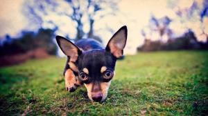 Black dog, look, ears, grass wallpaper thumb