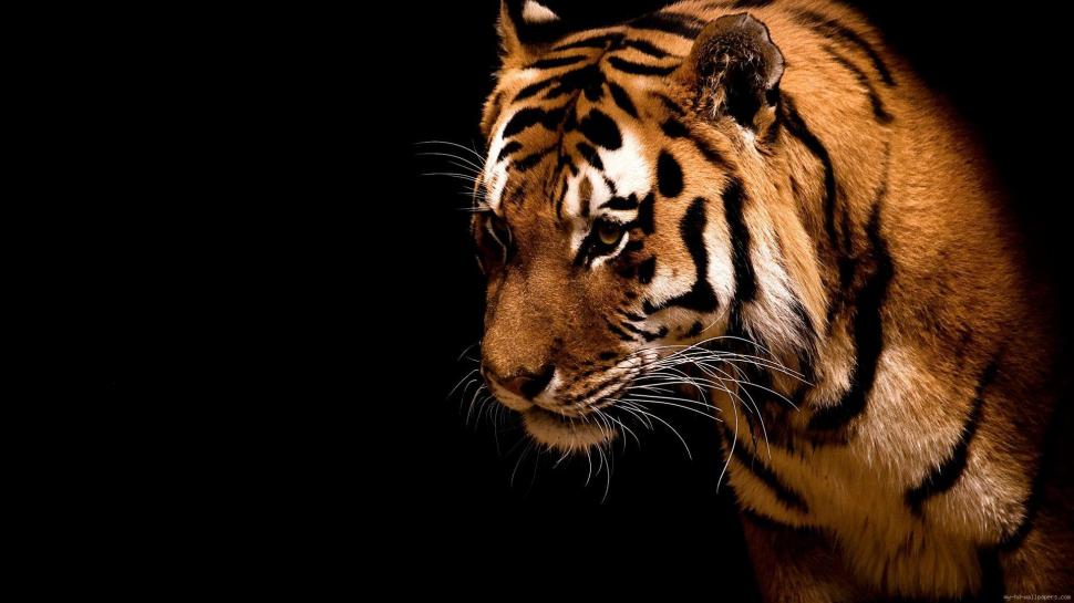The eyes of the tiger wallpaper,animal HD wallpaper,tiger HD wallpaper,1920x1080 wallpaper