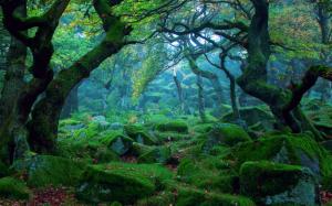 Nature landscape, forest, mist, rocks, moss, green wallpaper thumb