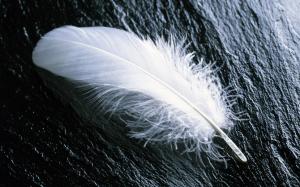 Single White Feather wallpaper thumb