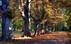 A Line Of Trees In A Park At Fall wallpaper thumb