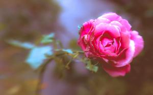 Rose Flower Macro Warm HD wallpaper thumb