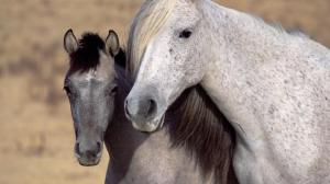 Two Horses wallpaper thumb