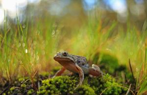 Frog in nature wallpaper thumb