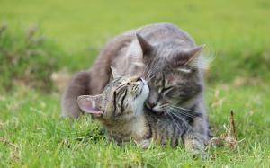 Gray cat care kitten at grass wallpaper thumb