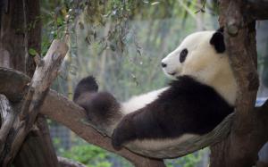 Panda relaxation, rest, tree wallpaper thumb