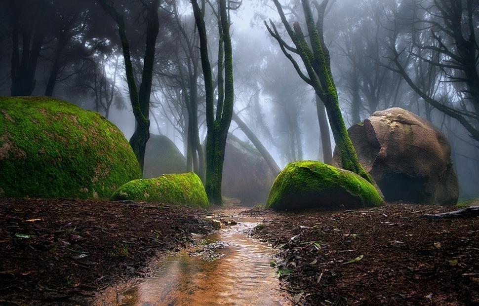 Nature, Portugal, Forest, Mist, Path, Moss, Trees, Water, Creeks wallpaper,nature wallpaper,portugal wallpaper,forest wallpaper,mist wallpaper,path wallpaper,moss wallpaper,trees wallpaper,water wallpaper,creeks wallpaper,1200x768 wallpaper,1200x768 wallpaper