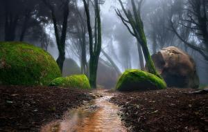Nature, Portugal, Forest, Mist, Path, Moss, Trees, Water, Creeks wallpaper thumb