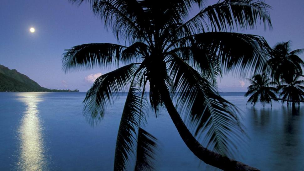 Moonlight Over Opunohu Bay Polynesia wallpaper,moon HD wallpaper,palm HD wallpaper,night HD wallpaper,nature & landscapes HD wallpaper,1920x1080 wallpaper