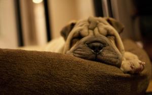 Dog sleeping on a sofa wallpaper thumb
