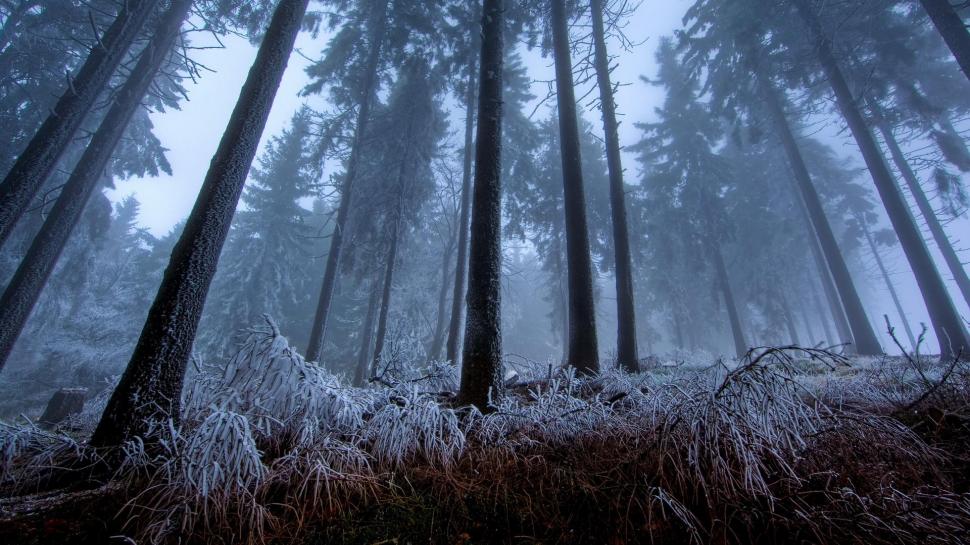 Fog Frost In A Tall Forest wallpaper,forest HD wallpaper,tall HD wallpaper,frost HD wallpaper,grass HD wallpaper,nature & landscapes HD wallpaper,1920x1080 wallpaper