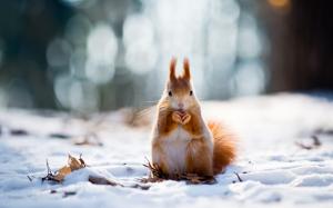 Winter Squirrel wallpaper thumb