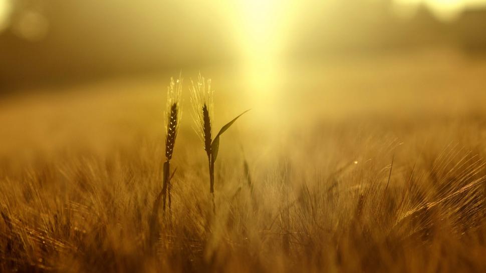 Wheat, Plants, Nature, Field, Spikelets, Yellow, Sunlight wallpaper,wheat HD wallpaper,plants HD wallpaper,nature HD wallpaper,field HD wallpaper,spikelets HD wallpaper,yellow HD wallpaper,sunlight HD wallpaper,1920x1080 wallpaper