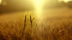 Wheat, Plants, Nature, Field, Spikelets, Yellow, Sunlight wallpaper thumb
