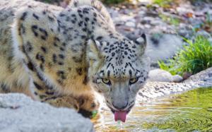 Snow Leopard drinking water wallpaper thumb