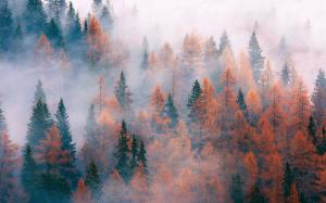Forest, trees, fog, autumn wallpaper thumb