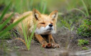 Fox in grass wallpaper thumb
