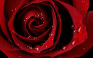 Macro Red Rose wallpaper thumb