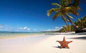 Tropical beach starfish wallpaper thumb