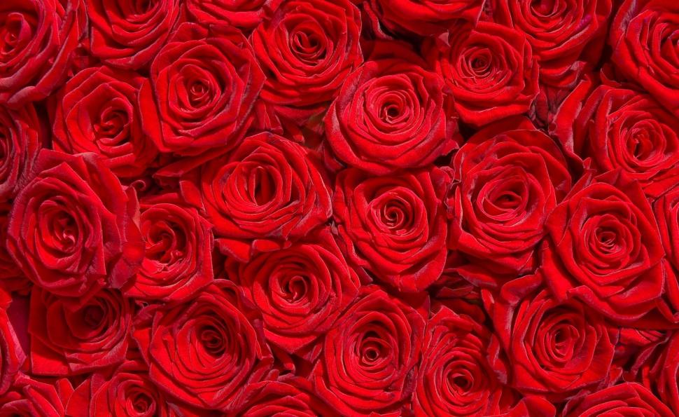 * Million roses * wallpaper,roses wallpaper,petals wallpaper,bouquet wallpaper,wonderful wallpaper,amazing wallpaper,red-roses wallpaper,1919x1178 wallpaper
