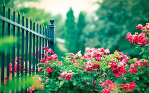Roses Garden wallpaper thumb