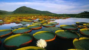 Lovely Water Lilies wallpaper thumb