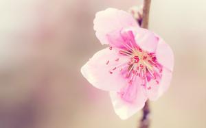 Warm Flower Cherry Blossom HD wallpaper thumb