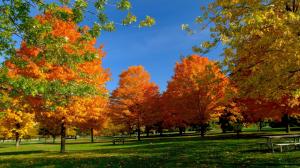 Orange Autumn Trees from a Park wallpaper thumb