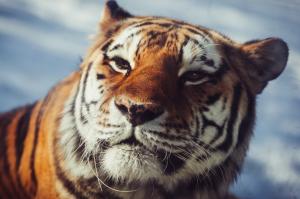The Amur Tiger eyes wallpaper thumb