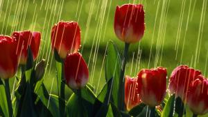 Red tulip flowers, rain, summer, greens wallpaper thumb