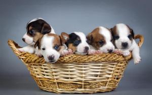 Basket of puppies wallpaper thumb