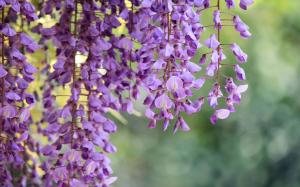 Wisteria, branches, purple flowers macro photography wallpaper thumb