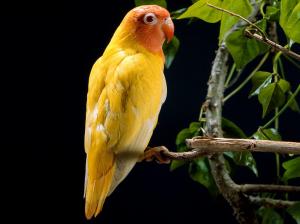 Yellow Parrot wallpaper thumb