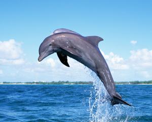 1280×1024 Awesome Dolphin  High Res Image wallpaper thumb