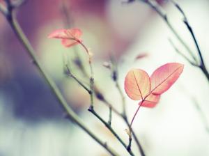 Red leaves, branches, soft focus wallpaper thumb