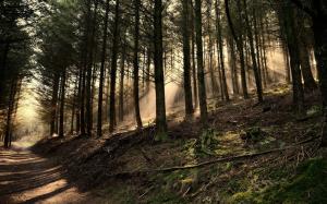 Forest Pathway And Sun Rays wallpaper thumb