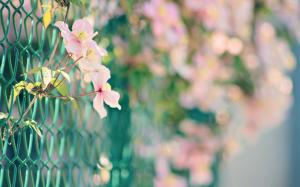 Flowers Fence Blur Macro HD wallpaper thumb