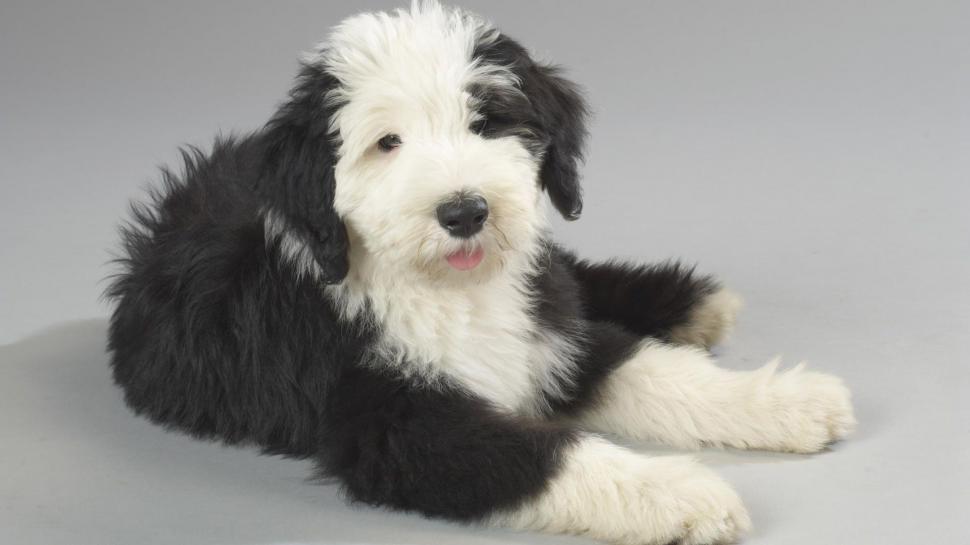 Animal Old English Sheepdog 4k Ultra HD Wallpaper