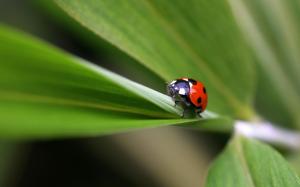 Ladybug on plant wallpaper thumb