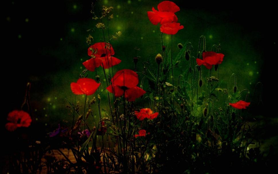 Red Poppies wallpaper,poppies HD wallpaper,grass HD wallpaper,1920x1200 wallpaper