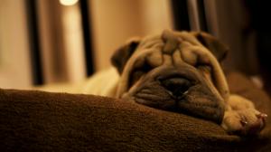 Sleep Dogs Animal HD wallpaper thumb