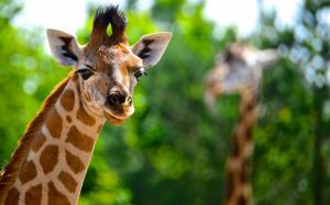 Animals close-up, giraffe wallpaper thumb