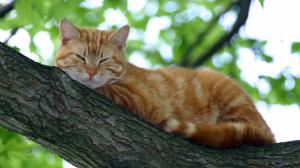 Cat Sleeping on Tree Branch wallpaper thumb