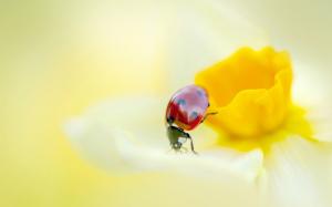 Ladybird on a Yellow Daffodil Flower wallpaper thumb