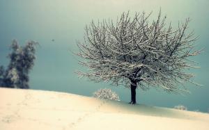 Tree, Snow, Winter, Nature wallpaper thumb