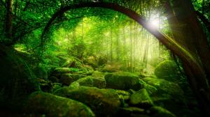 Nature, forest, jungle, trees, sunshine, green moss, scenery wallpaper thumb