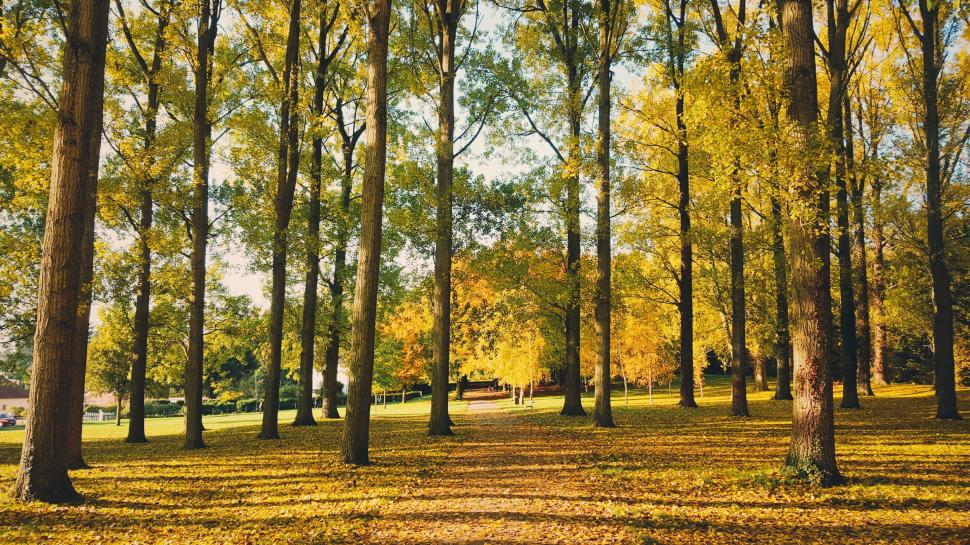 Autumn Day In The Park wallpaper,Scenery HD wallpaper,2880x1620 wallpaper