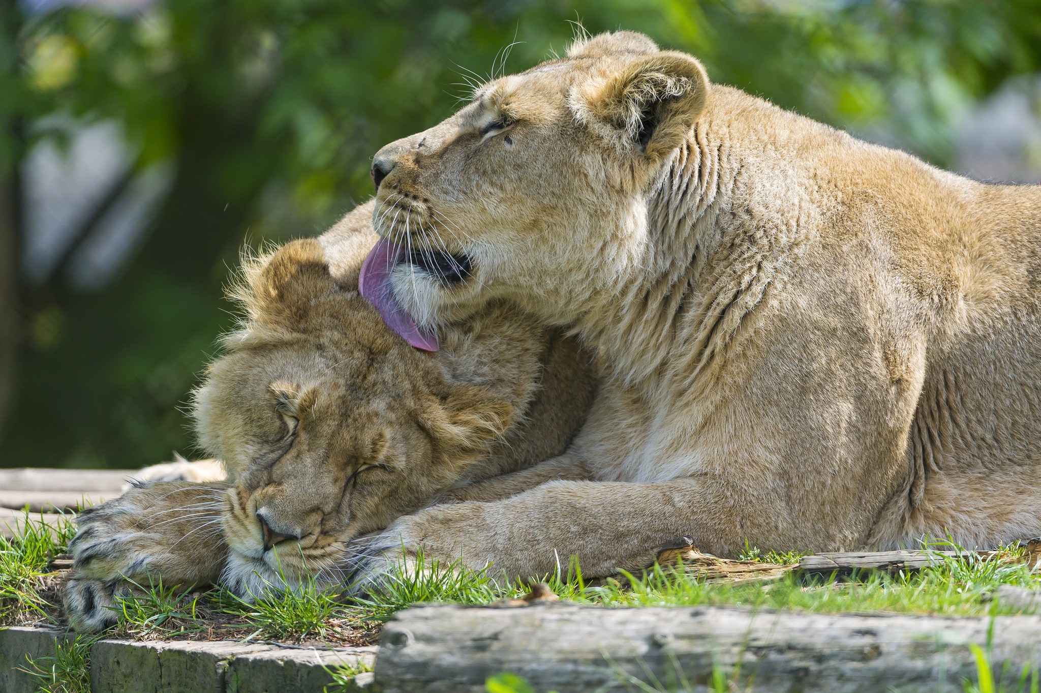 Lions in love wallpaper | animals | Wallpaper Better
