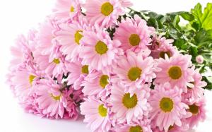 Pink Camomile flowers close-up wallpaper thumb