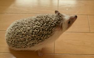 Hedgehog wallpaper thumb